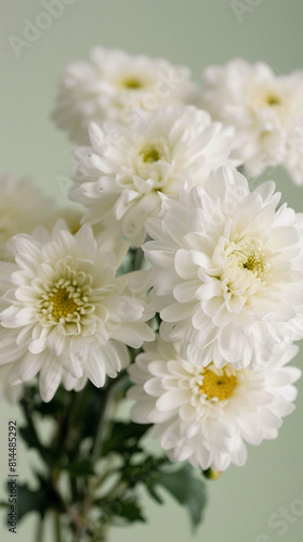 A bouquet of white flowers with yellow centers