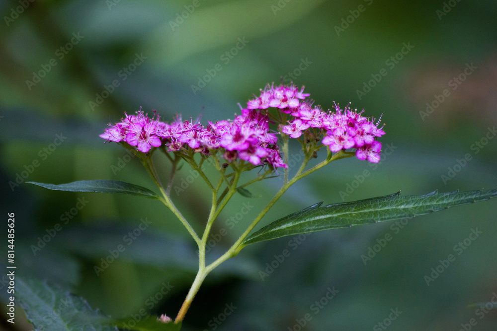 Branch of spirea or spiraea. Blooming spirea billardii by pink small flowers. Spirea shrub wallpaper. The blossoming bush of a spirea Japanese growing in a summer garden. Branch of spirea or spiraea. Blooming spirea billardii by pink small flowers. Spirea shrub wallpaper. The blossoming bush of a spirea Japanese growing in a summer garden.