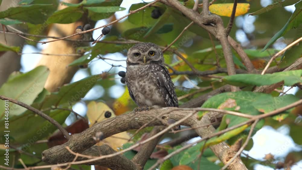 Majestic spotted owl perched calmly on branch in its natural habitat surrounded by lush green foliage. Biodiversity and conservation of wildlife. Majestic spotted owl perched calmly on branch in its natural habitat surrounded by lush green foliage. Biodiversity and conservation of wildlife.