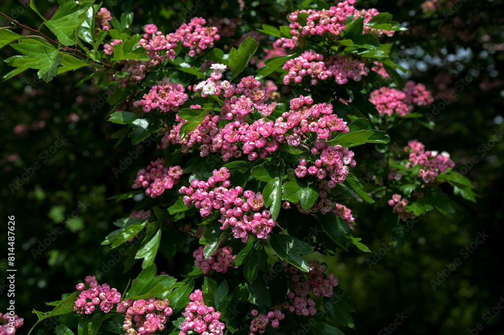 Crataegus monogyna rubra Plena is blossom in spring garden Crataegus monogyna rubra Plena is blossom in spring garden