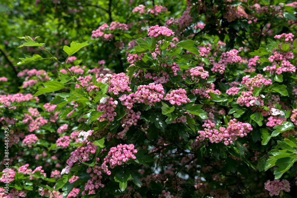 Crataegus monogyna rubra Plena is blossom in spring garden Crataegus monogyna rubra Plena is blossom in spring garden