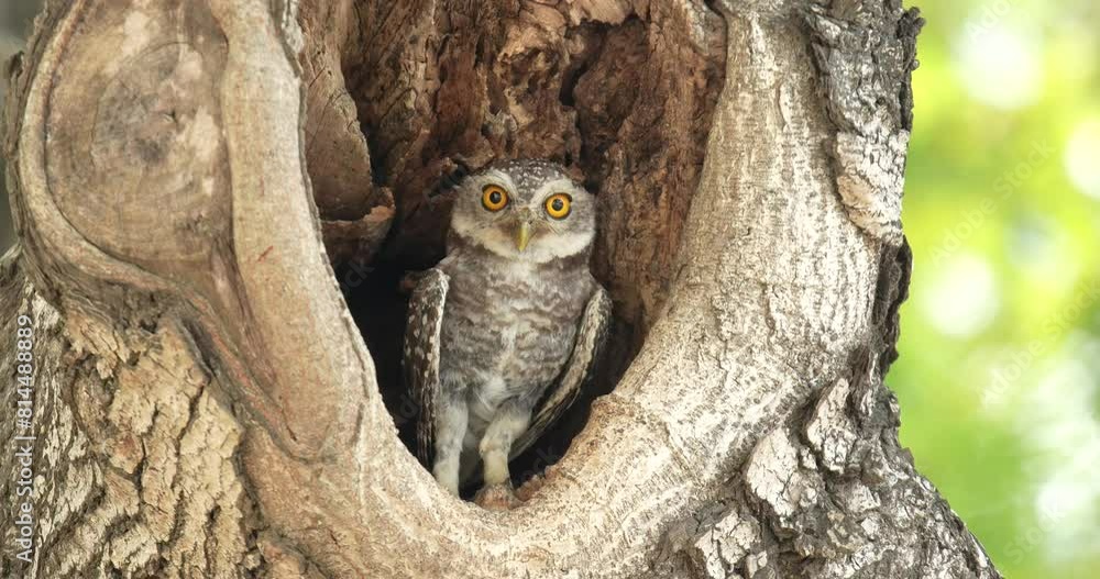 Spotted owlet (Athene brama) in a hole of tree, Thailand. High definition shot at 4K video footage. Spotted owlet (Athene brama) in a hole of tree, Thailand. High definition shot at 4K video footage.