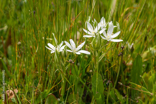 Ornithogalum umbellatum. Plant with white flowers of Star of Bethlehem or Bird's Milk among the grass.