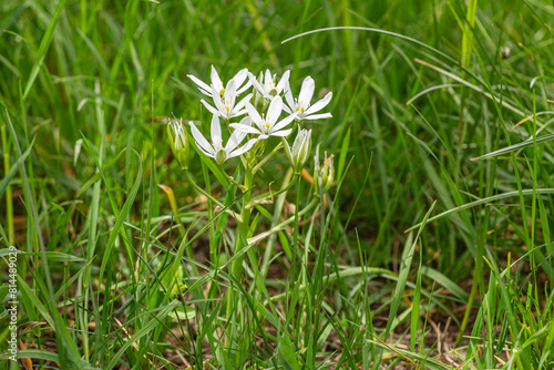 Ornithogalum umbellatum. Star of Bethlehem or Bird's Milk, plant with white petaled flowers in the meadow.