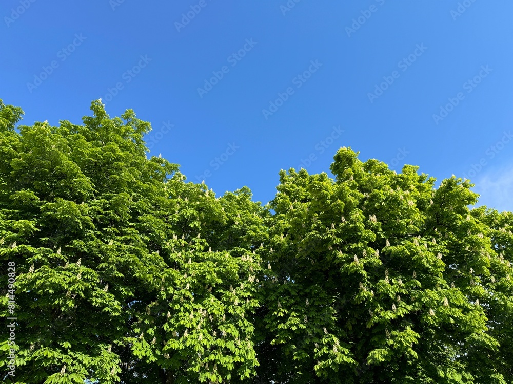 Treetop of horse chestnut trees in the park against blue sky. Treetop of horse chestnut trees in the park against blue sky.