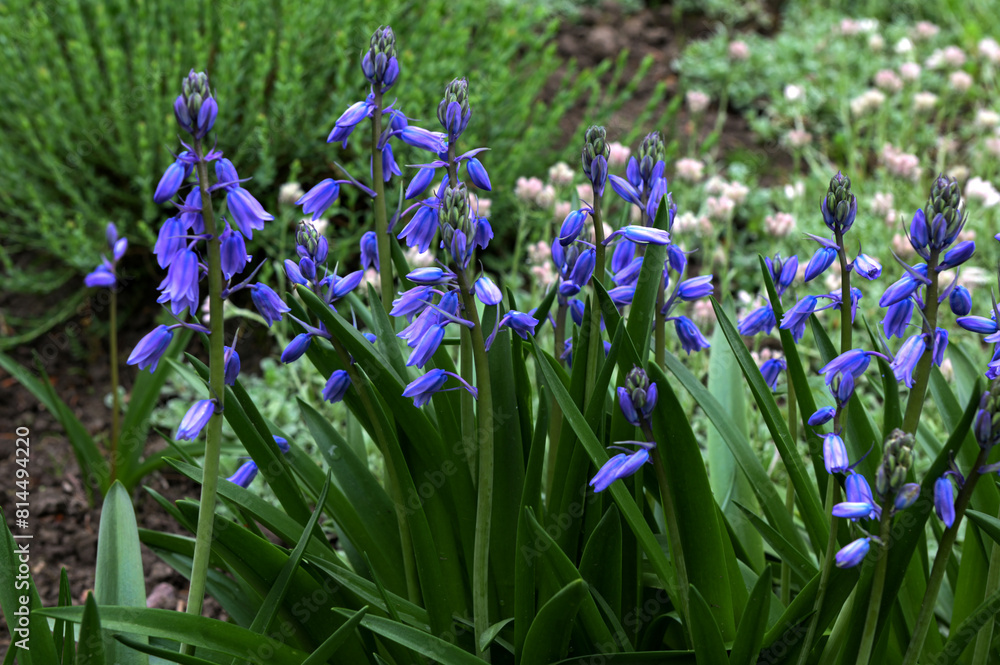 Pale blue flowers of Spanish bluebell (Hyacinthoides hispanica).