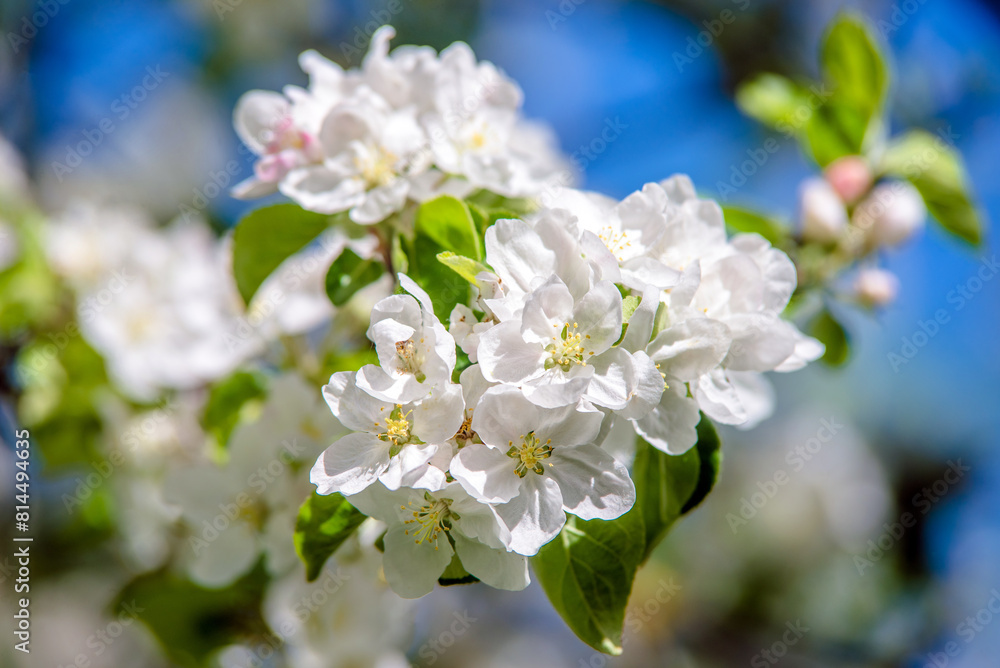 appletree blossom branch in the garden in spring
appletree blossom branch in the garden in spring