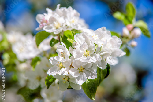 appletree blossom branch in the garden in spring 