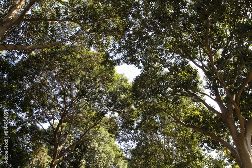 Natural green abstract background.Tree branches and leaves close up.