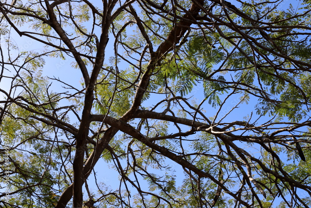 Natural green abstract background.Tree branches and leaves close up. Natural green abstract background.Tree branches and leaves close up.