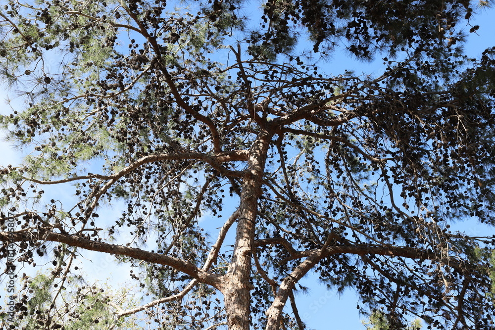 Fototapeta premium Natural green abstract background.Tree branches and leaves close up.