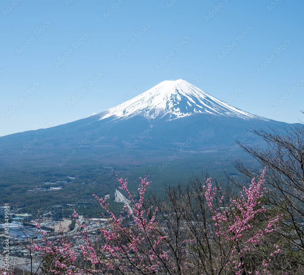 Fototapeta premium Fuji Mountain with Cherry blossom Sakura Japan in Spring