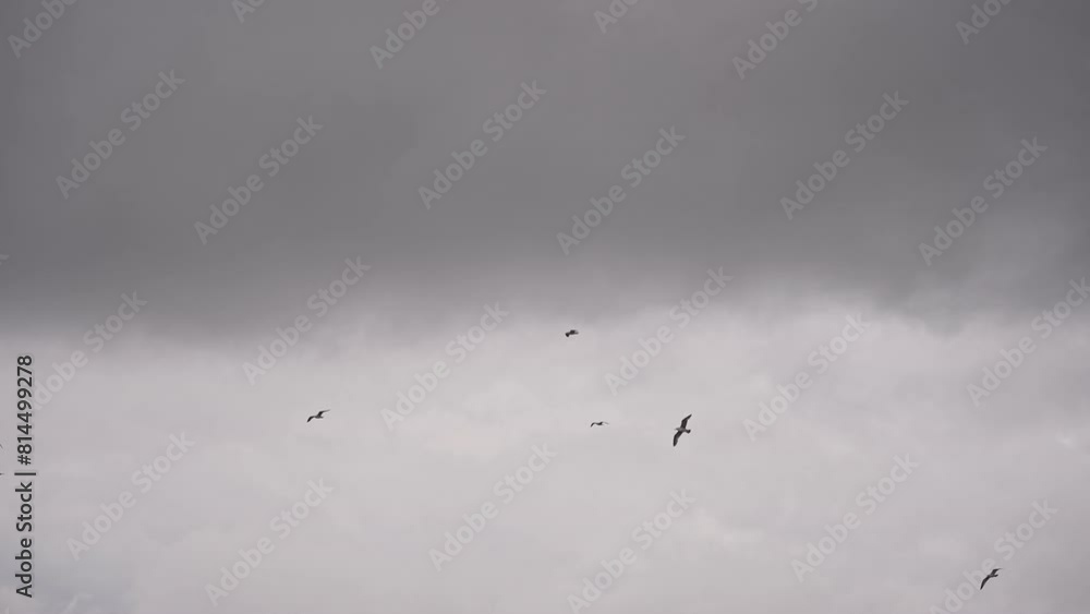 Birds are flying in cloudy weather in slow motion Birds are flying in cloudy weather in slow motion