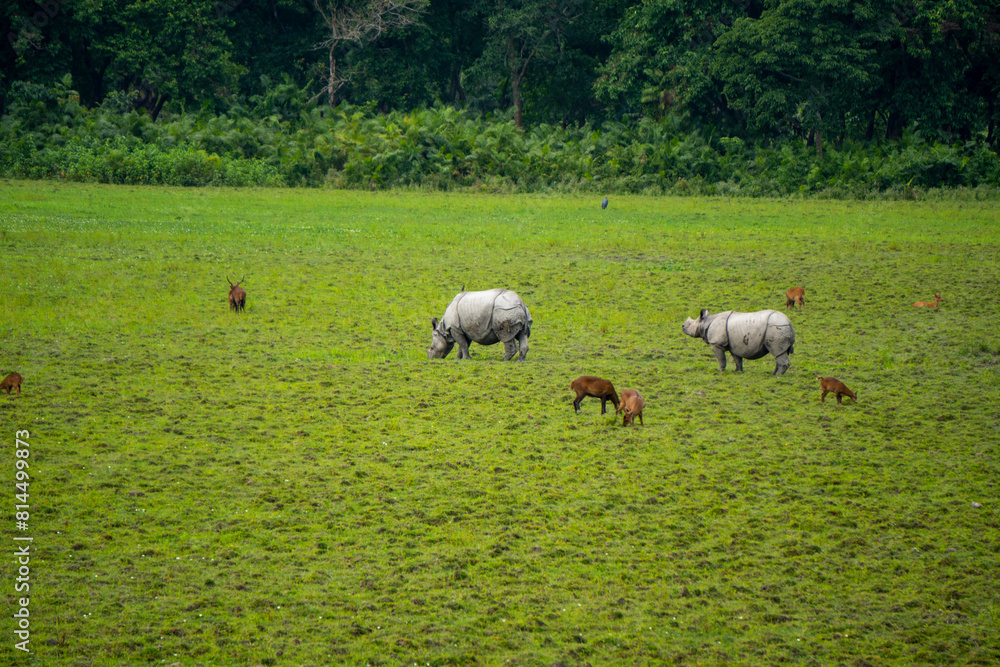 Fototapeta premium Two One horned Rhino with a few Spotted Deers in Kaziranga National Park of Assam 2 Exclusive on Adobe Stock