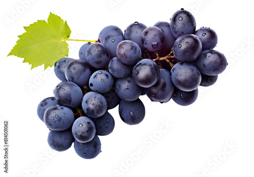 Blue wet grapes bunch isolated