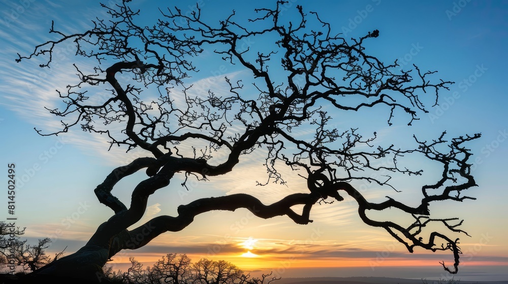 Twisting branches reaching sky silhouetted against sun wallpaper