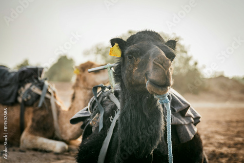 Close up of camel in desert tour with tourists in background.  Narrow depth of field.