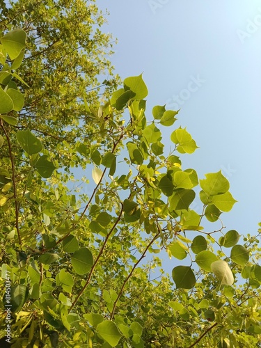 dalbergia sissoo seeds Green seeds pods of North Indian rosewood.shisham seed pods pattern background  photo