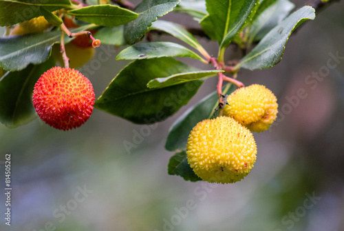 Arbutus unedo, commonly known as the strawberry tree, or chorleywood, is an evergreen shrub or small tree in the family Ericaceae, native to the Mediterranean Basin and Western Europe. photo