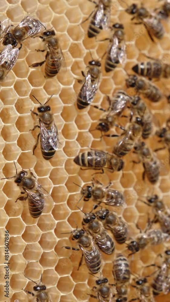 Colony of worker bees crawling over the empty wax cells. Honey insects made new cells for honey. Close up. Blurred backdrop. Vertical video Colony of worker bees crawling over the empty wax cells. Honey insects made new cells for honey. Close up. Blurred backdrop. Vertical video