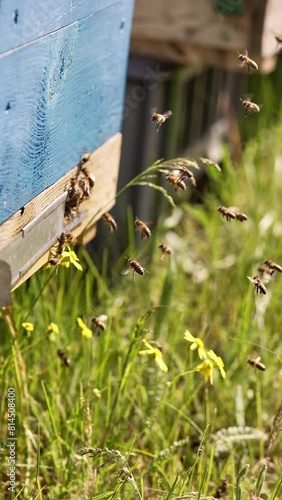 Working bees fly up to the hive and hover in front of entering slot. Wooden bee hives outdoors on sunny summer day. Vertical video