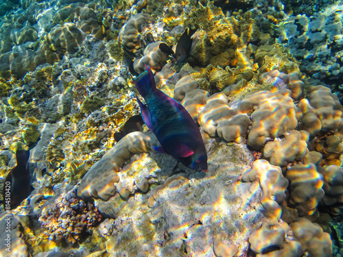 Marine inhabitants of the coral reef of the Red Sea. Undersea world