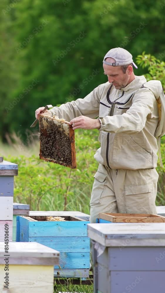 Beekeeper in protective clothes but in usual cap on his head working at apiary. Man examines heavy full frames coated with bees. Blurred backdrop. Vertical video Beekeeper in protective clothes but in usual cap on his head working at apiary. Man examines heavy full frames coated with bees. Blurred backdrop. Vertical video