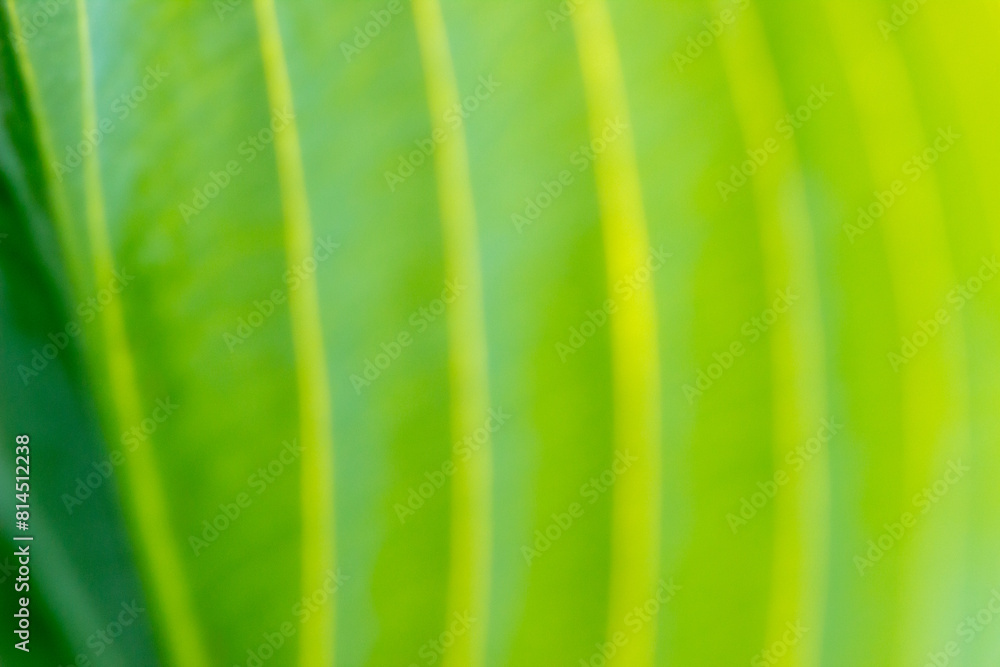 bright green sunny abstract background with golden lines bright green sunny abstract background with golden lines