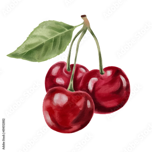 Vector cherry branch clip art drawn in watercolour style. Fresh cherry berries isolated on white background .