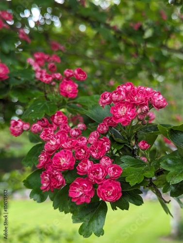 Blossom on a Hawthorn tree 'Paul's Scarlet'
