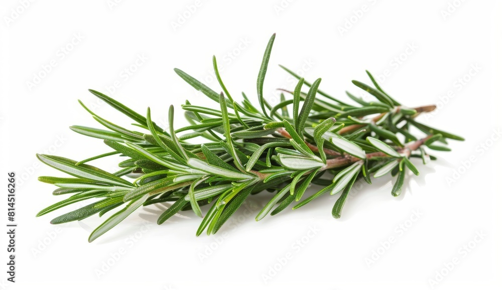 rosemary isolated on a white background rosemary isolated on a white background