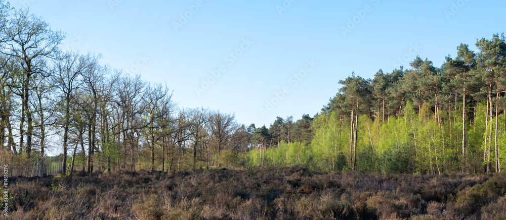 young birch trees with fresh spring leaves on edge of forest near Leusden and Amersfoort in holland young birch trees with fresh spring leaves on edge of forest near Leusden and Amersfoort in holland