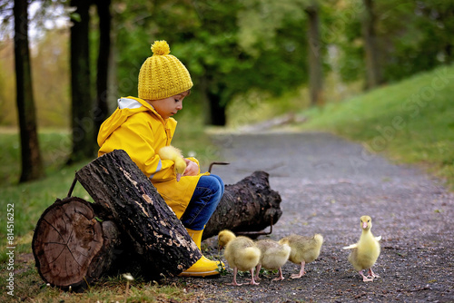 Cute little school child, playing with little gosling in the park on a rainy day photo
