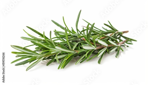 rosemary isolated on a white background