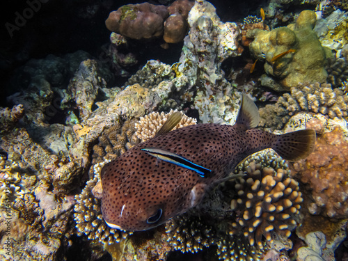 Long-spined hedgehog fish or Diodon hystrix in the expanses of the coral reef of the Red Sea. Undersea world. Sea fish. photo