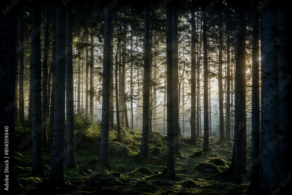 Beautiful sunrise scenery in a green forest