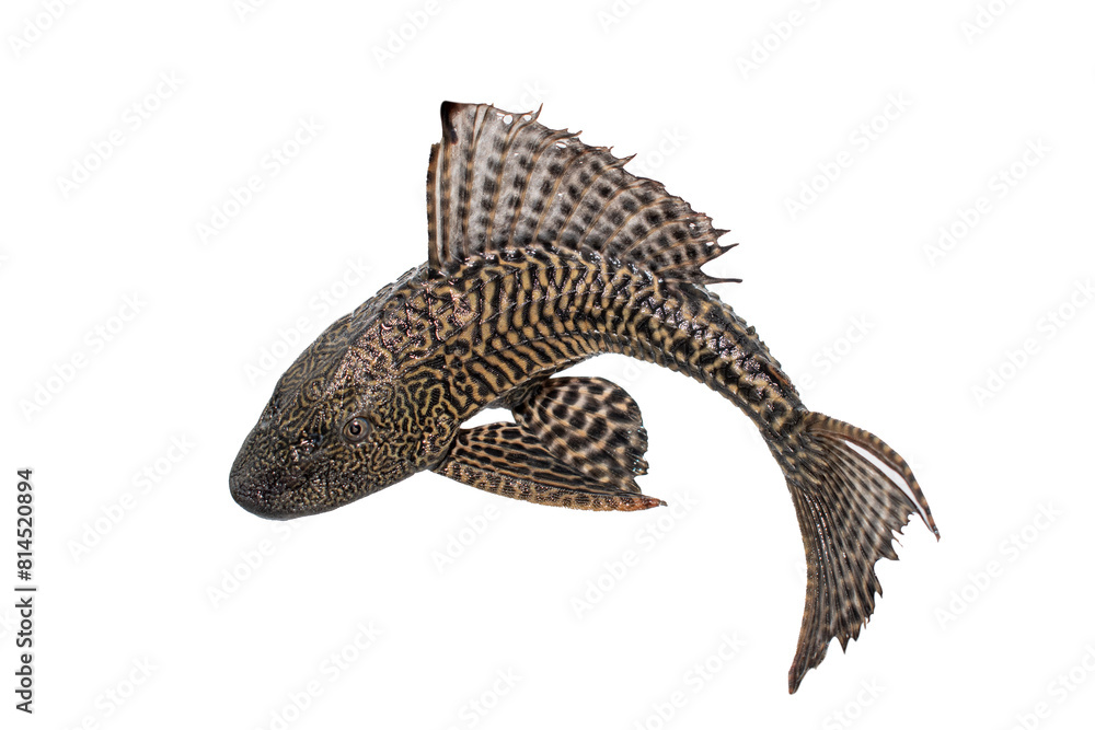 Naklejka premium hypostomus plecostomus isolated on white background
