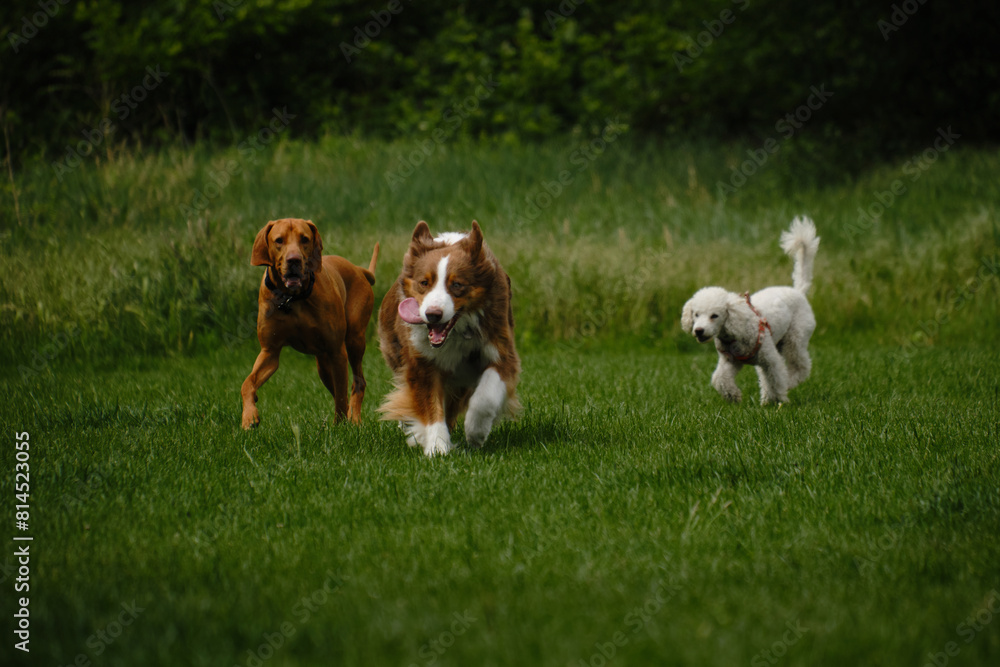 Three dogs standing in a green spring field. Brown fluffy Australian Shepherd, white small poodle and Hungarian Vizsla during a walk in the summer park. Three dogs standing in a green spring field. Brown fluffy Australian Shepherd, white small poodle and Hungarian Vizsla during a walk in the summer park.