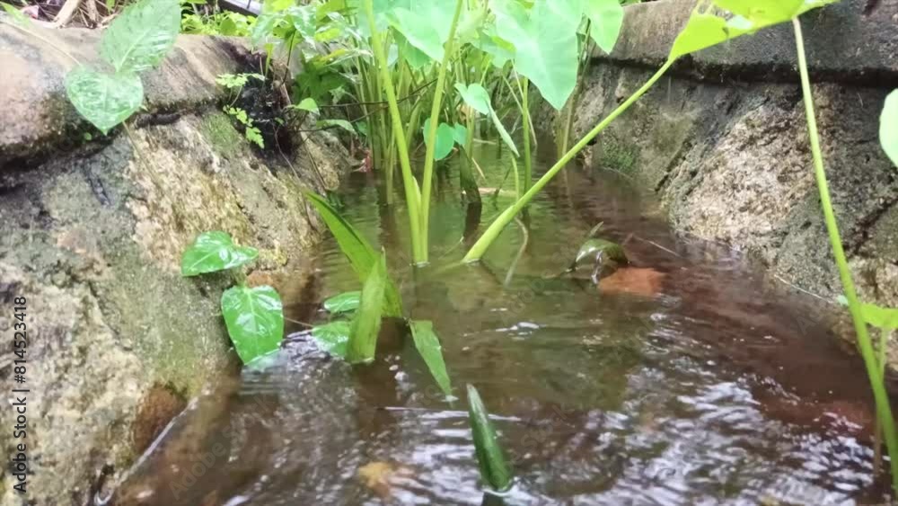 Raindrops And Puddles Of Water In Sanitation Channels With Green Taro Plants, Video Taken From Below Raindrops And Puddles Of Water In Sanitation Channels With Green Taro Plants, Video Taken From Below