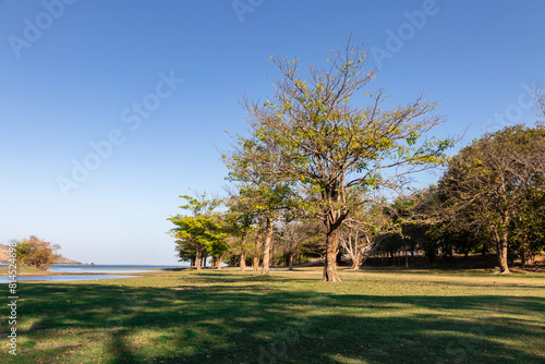 Garden tree in nature background,Green field, tree and sky.Great as a background,peaceful garden
