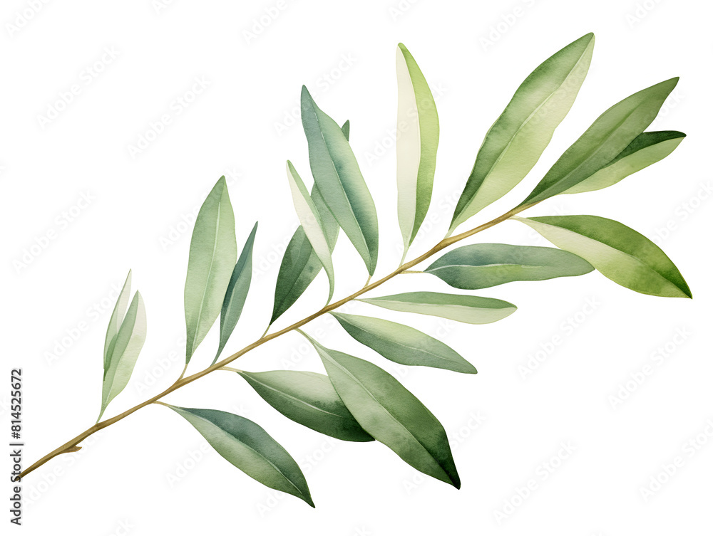 Watercolor illustration of a olive tree branch with green leaves on white background Watercolor illustration of a olive tree branch with green leaves on white background