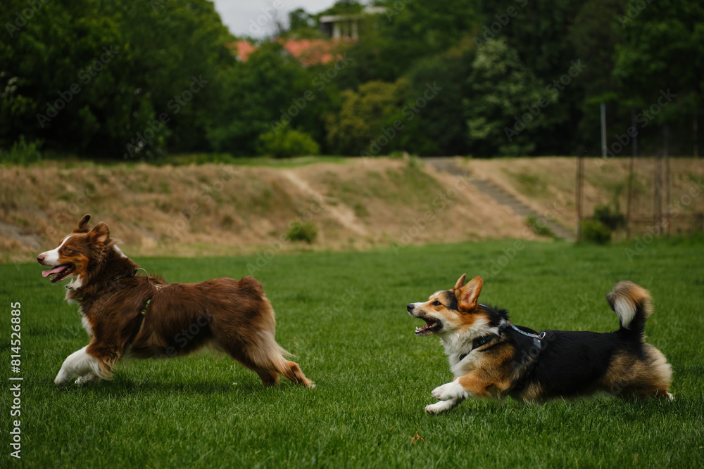 Two dogs are running synchronously in a green spring field playing catch-up. A brown fluffy Australian Shepherd and his friend Welsh corgi Pembroke tricolor with a long tail. Side view. Two dogs are running synchronously in a green spring field playing catch-up. A brown fluffy Australian Shepherd and his friend Welsh corgi Pembroke tricolor with a long tail. Side view.