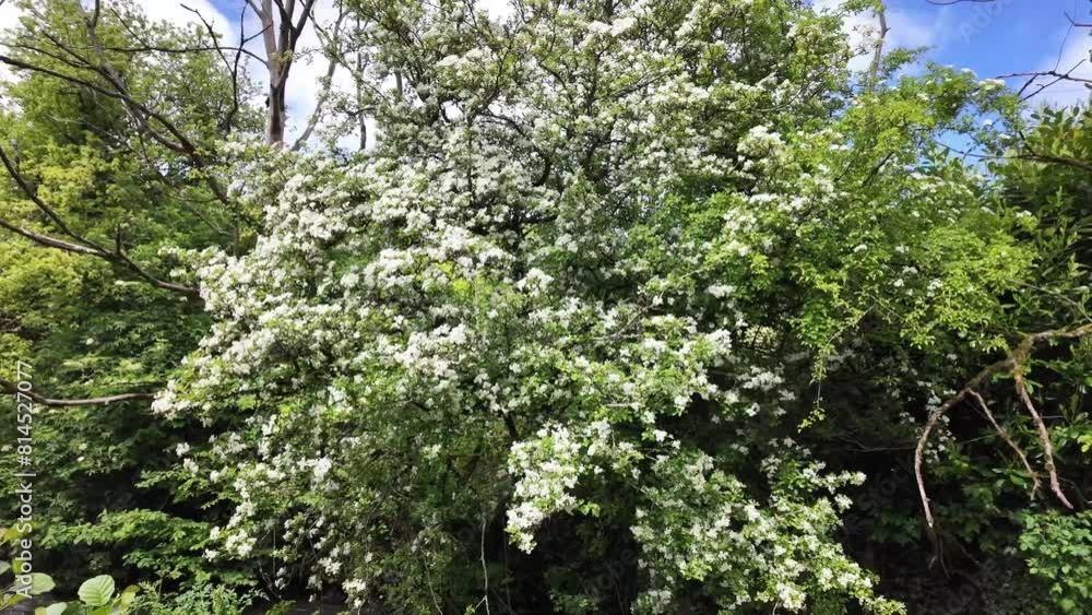 Beautiful white flowers on a wild Sambucus (Elder) bush near the water stream in rural Ireland, habitat for many birds and insects. Beautiful white flowers on a wild Sambucus (Elder) bush near the water stream in rural Ireland, habitat for many birds and insects.