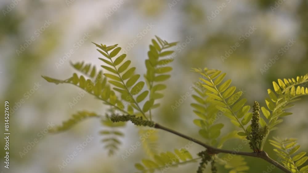 Trees and leaves moving in cloudy weather, slow motion Trees and leaves moving in cloudy weather, slow motion
