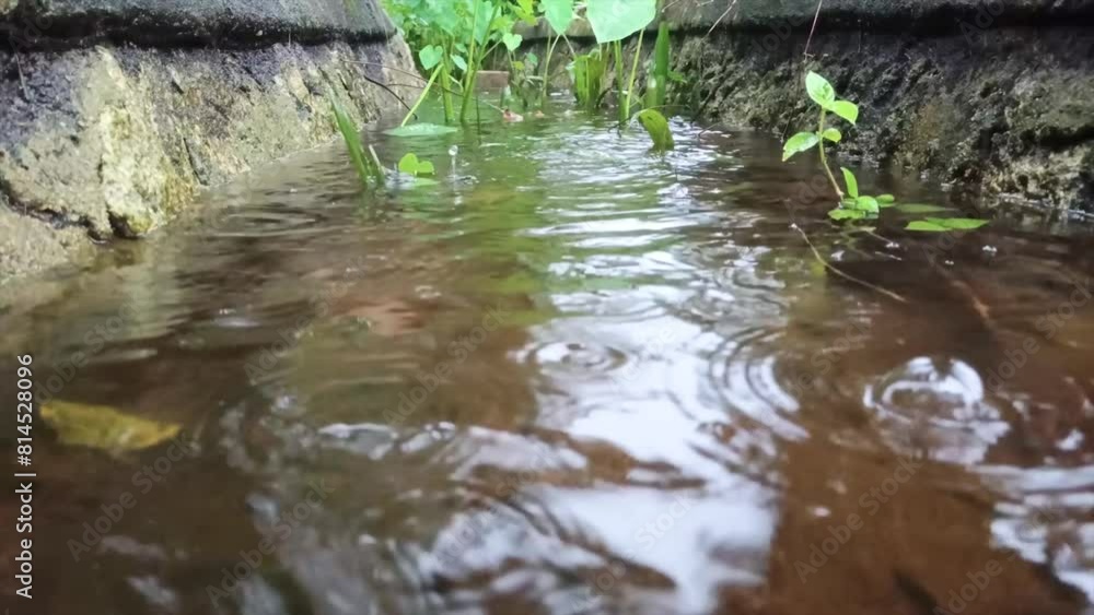 Close-up View Of A Puddle With Raindrops In A Water Sanitation Plant And Taro Plants Close-up View Of A Puddle With Raindrops In A Water Sanitation Plant And Taro Plants