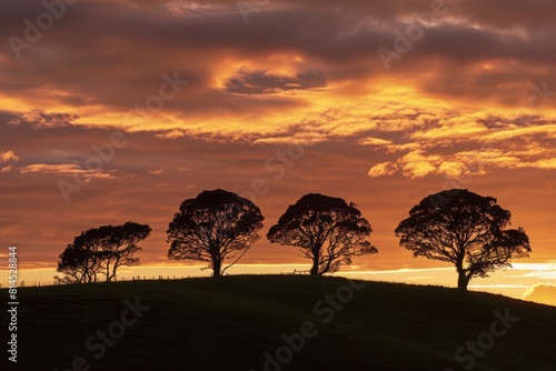 A group of trees are silhouetted against a sunset sky