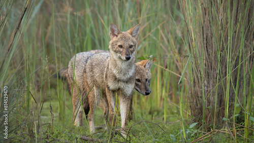 Canvastavla Golden jackal