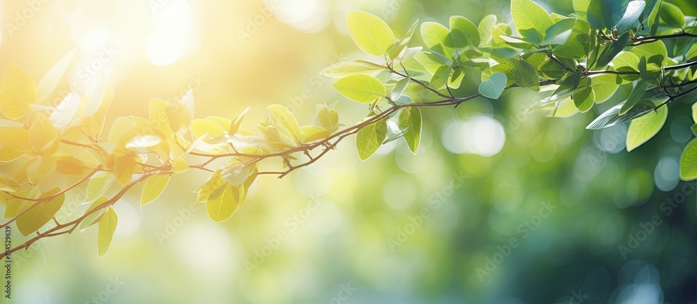Bright summer sunlight creates a bokeh background with abstract blurred foliage providing a captivating copy space image Bright summer sunlight creates a bokeh background with abstract blurred foliage providing a captivating copy space image