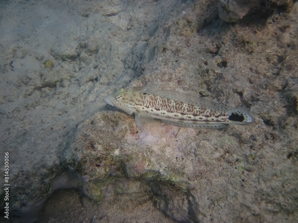 The sandperches in the expanses of the coral reef of the Red Sea. Undersea world. Sea fish. The sandperches in the expanses of the coral reef of the Red Sea. Undersea world. Sea fish.