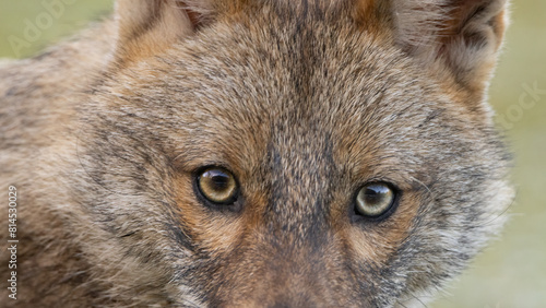 Golden jackal